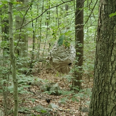 Dolichovespula maculata