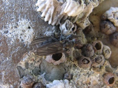 Oedoparena
