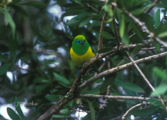 Chlorophonia cyanea
