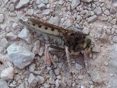 Promachus vertebratus