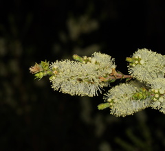 Melaleuca squarrosa