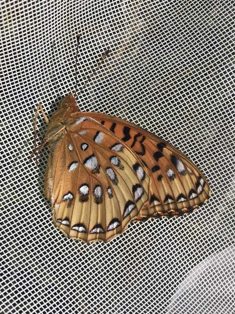 Nokomis Fritillary