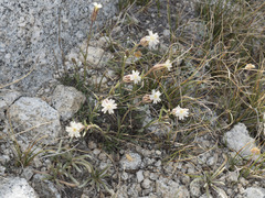 Silene sargentii