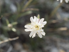Silene sargentii