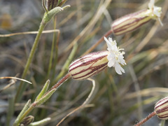 Silene sargentii