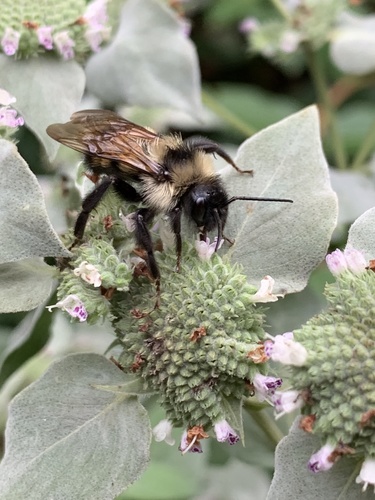 Photo of Lemon Cuckoo Bumble Bee (Bombus citrinus)