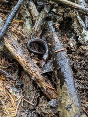Plethodon nettingi