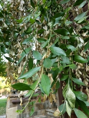 Maytenus boaria