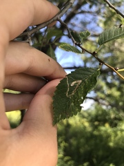 Stigmella multispicata