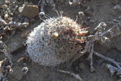 Mammillaria goodridgii
