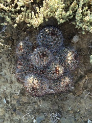 Mammillaria goodridgii