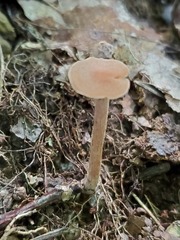 Laccaria laccata pallidifolia
