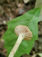 Laccaria laccata pallidifolia