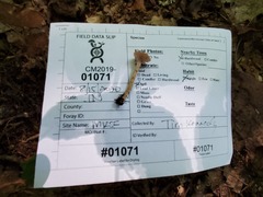 Laccaria laccata pallidifolia