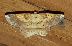 Euchlaena deplanaria