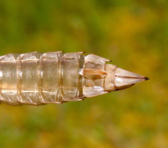 Aeshna tuberculifera