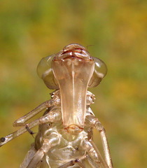 Aeshna tuberculifera