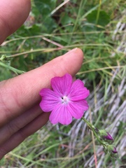 Sidalcea neomexicana