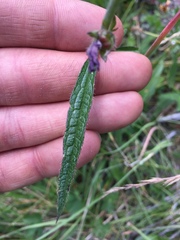 Sidalcea neomexicana