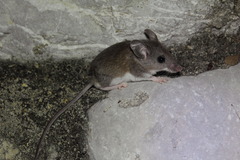 Peromyscus leucopus texanus