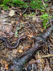Plethodon nettingi