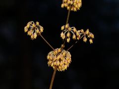 Lomandra multiflora multiflora