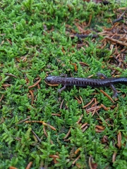 Plethodon nettingi