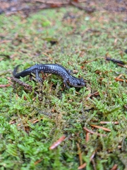 Plethodon wehrlei