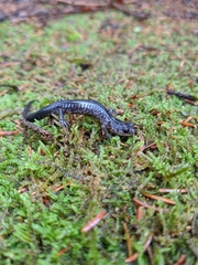 Plethodon wehrlei