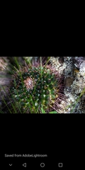Mammillaria polythele