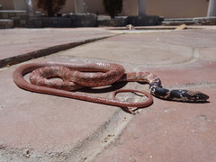 Masticophis flagellum piceus