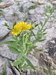 Gaillardia spathulata