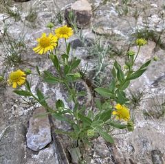 Gaillardia spathulata