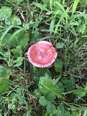 Russula