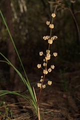 Lomandra multiflora multiflora