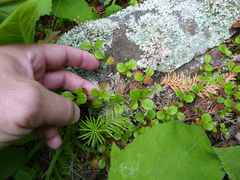 Linnaea borealis longiflora