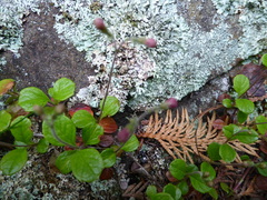 Linnaea borealis longiflora