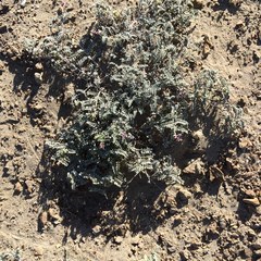 Astragalus magdalenae