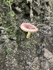 Russula silvicola
