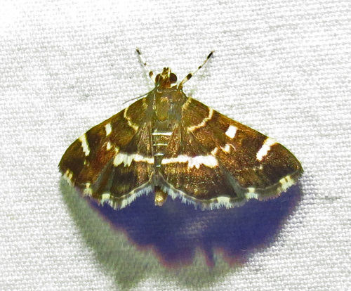Photo of Spotted Beet Webworm Moth (Hymenia perspectalis)