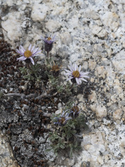 Erigeron pygmaeus