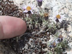 Erigeron pygmaeus