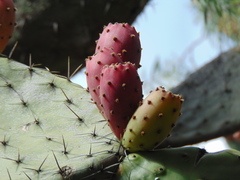 Opuntia jaliscana