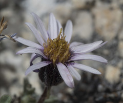 Erigeron pygmaeus