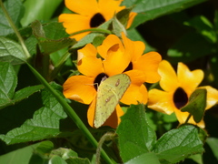 Phoebis philea philea