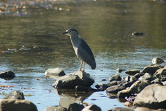 Nycticorax nycticorax obscurus