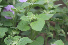 Lycianthes dejecta