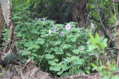 Lycianthes dejecta