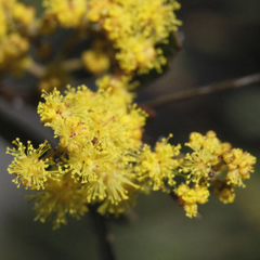 Acacia buxifolia