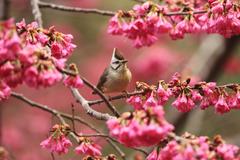 Taiwan Yuhina photo 5
